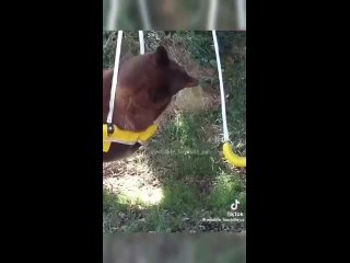 the bear decided to play on the teen's swing